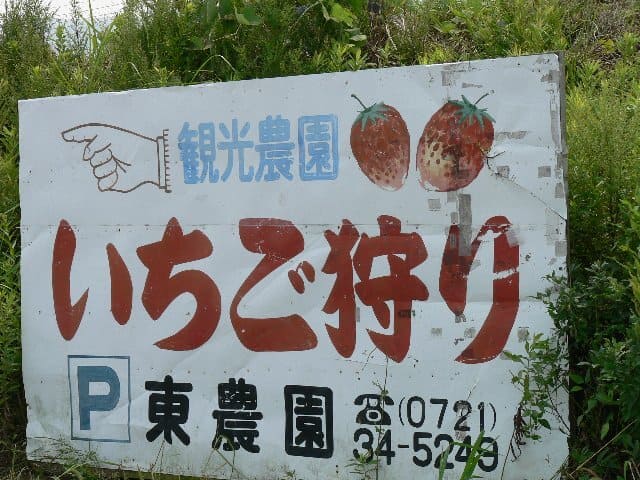 東農園 富田林市 イチゴ狩り